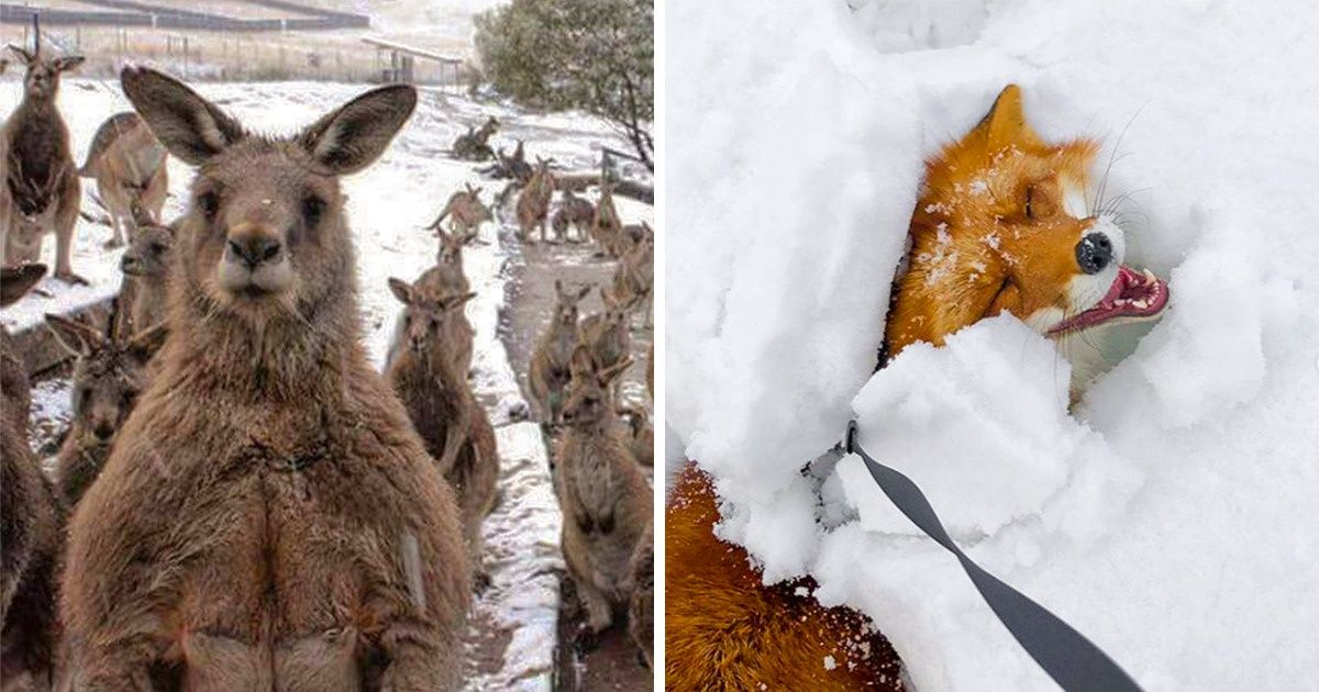 22 Animals Who Will Melt Our Hearts This Winter