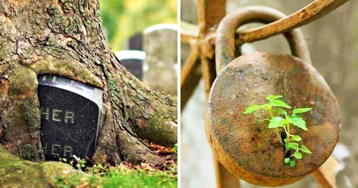 13 Photos That Prove Nature Is the Strongest Force on This Planet
