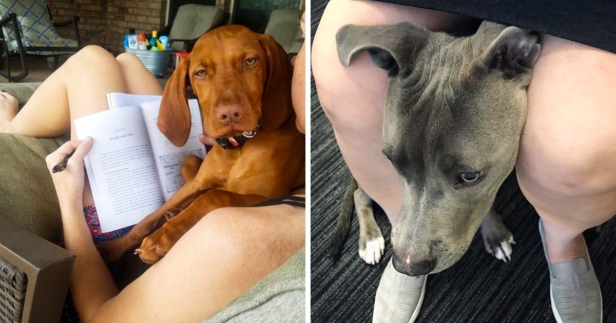 20 Pets Who Couldn’t Care Less About Their Owners’ Personal Space 20 Pets Who Couldn’t Care Less About Their Owners’ Personal Space