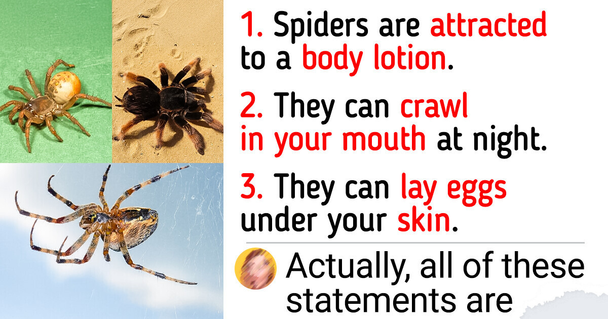 Here’re Some Fresh Facts About Spiders That Prove Everything You Know About Them Is Wrong Here’re Some Fresh Facts About Spiders That Prove Everything You Know About Them Is Wrong