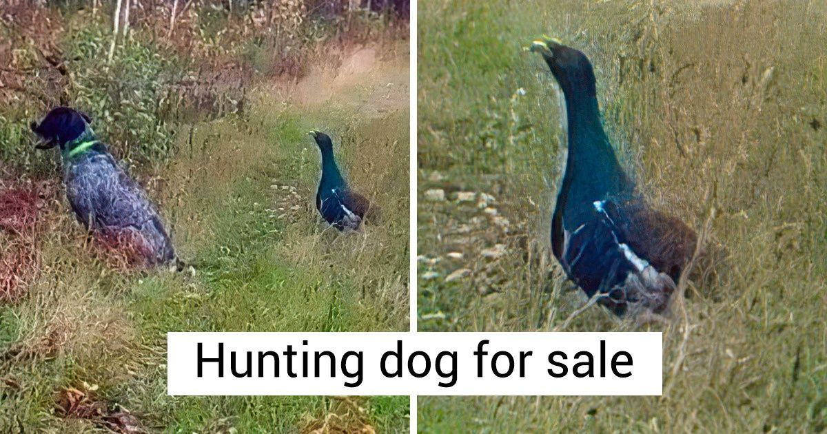 13 Masters of Self-Irony That Can Easily Outclass Professional Marketers