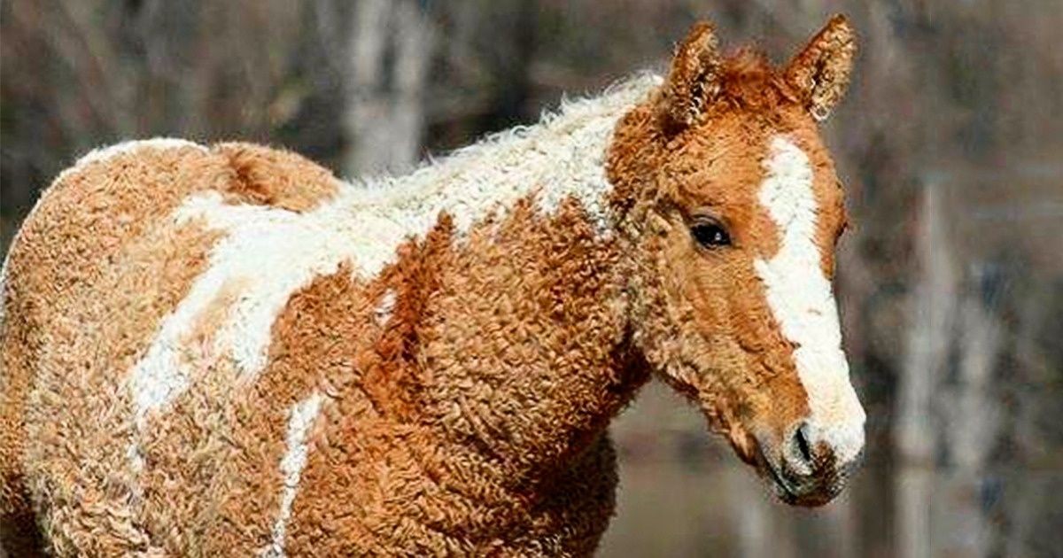 20 Horses With The Most Fabulous Hair You Have Ever Seen - I Can Has  Cheezburger?