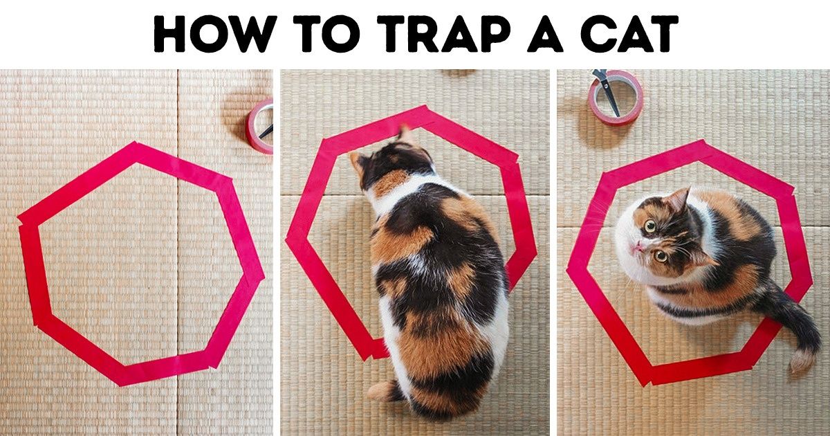 20 Photos Proving That Cat Logic Is Hilarious