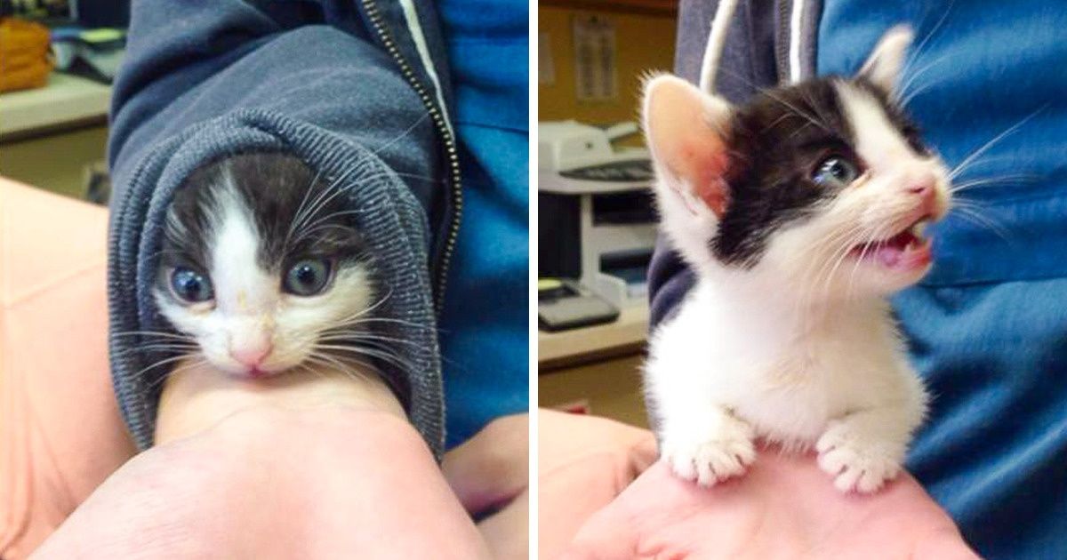 19 Animals Whose Playful Mood Can Make You Forget All Your Problems