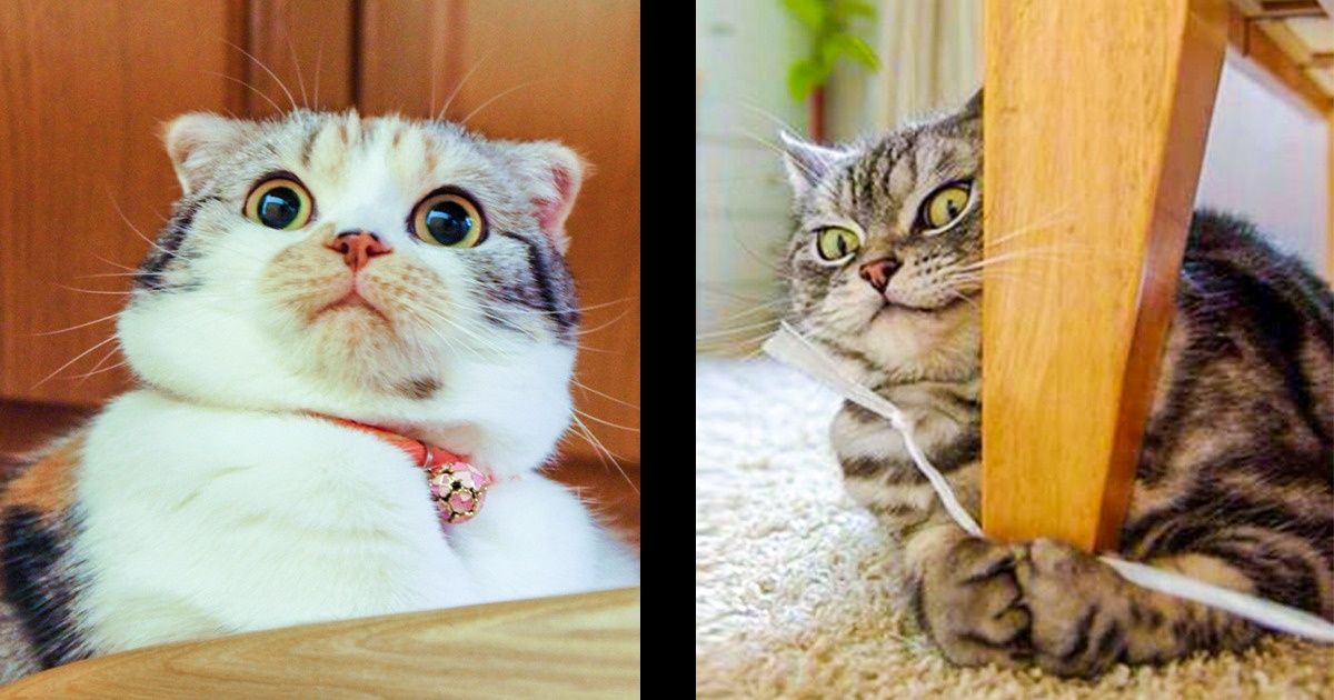 26 Dramatic Animals That Could Outshine Jim Carrey