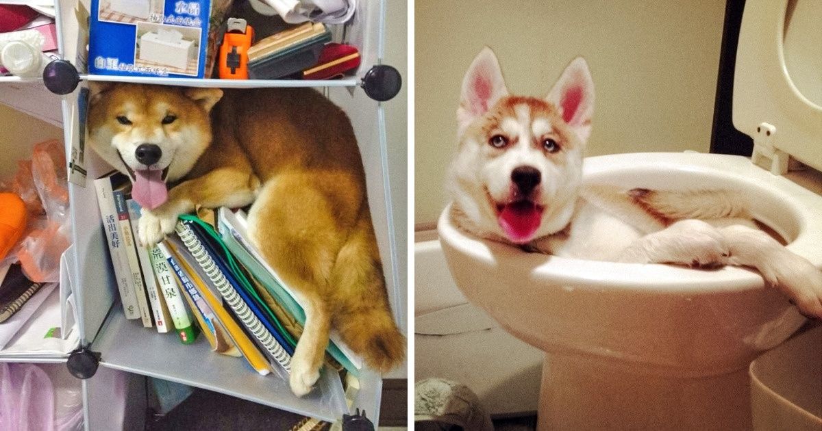 19 Pets Who Know How to Chill Better Than Anyone 19 Pets Who Know How to Chill Better Than Anyone