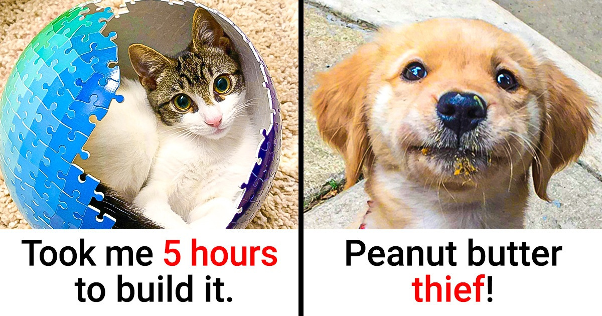 20+ Pets Who Stole Our Hearts as Well as Our Peace of Mind