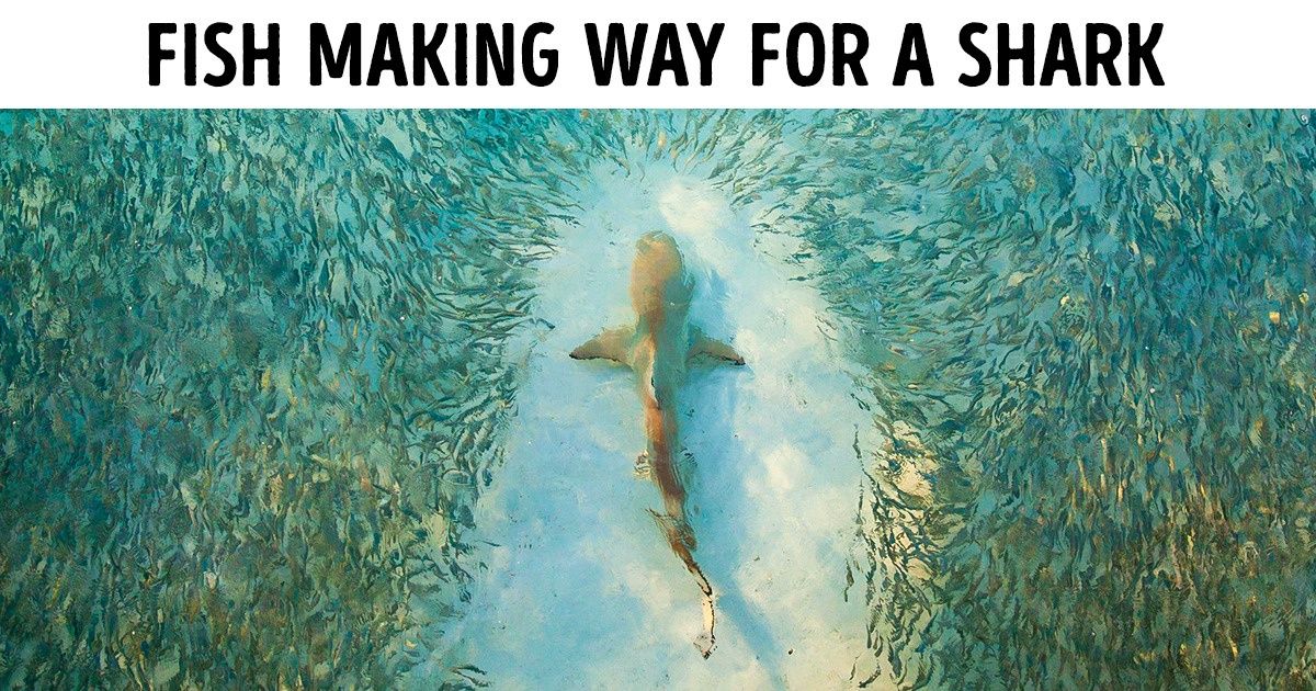 15 Animals That Have the World on a String 15 Animals That Have the World on a String
