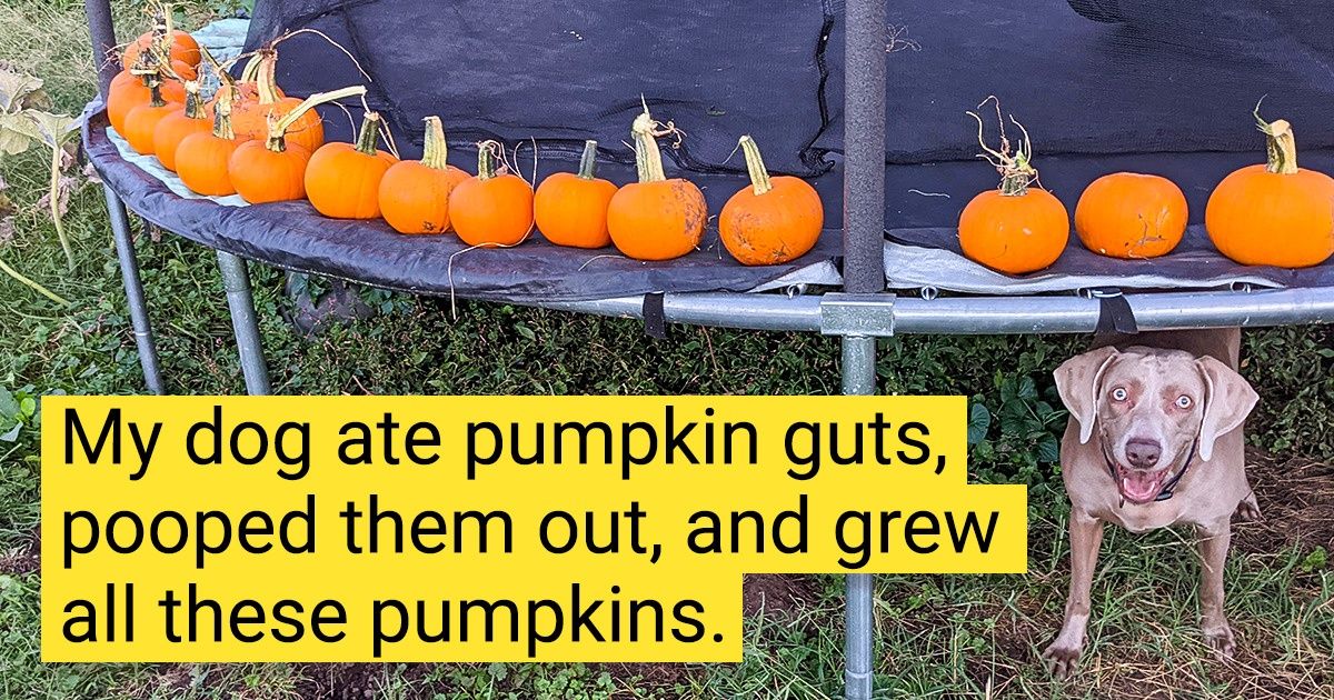 19 Pictures That Prove Nature Will Always Find Its Way