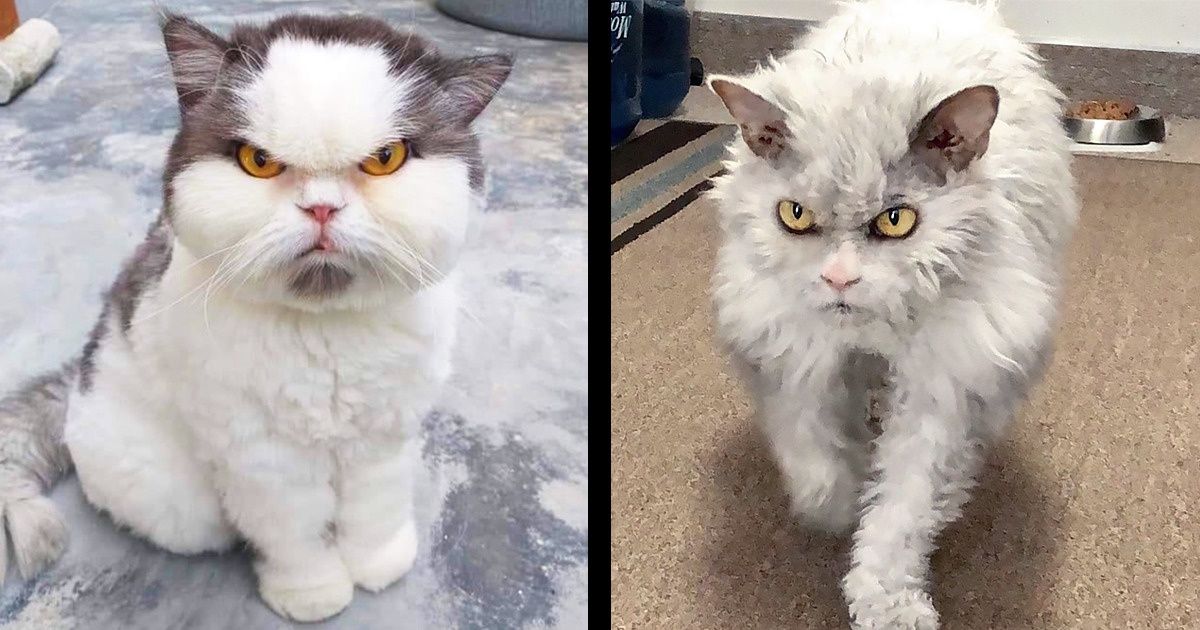 24 Cats You Won’t Try to Mess With