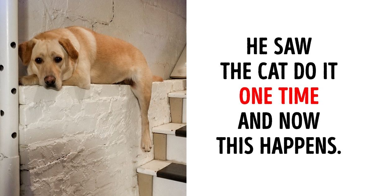 20 Photos That Prove No One Can Make You Laugh More Than Your Pets 20 Photos That Prove No One Can Make You Laugh More Than Your Pets