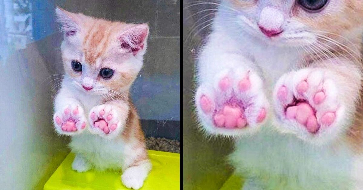 20 Anti-Stress Pictures for You to Look at Before a Hard Day