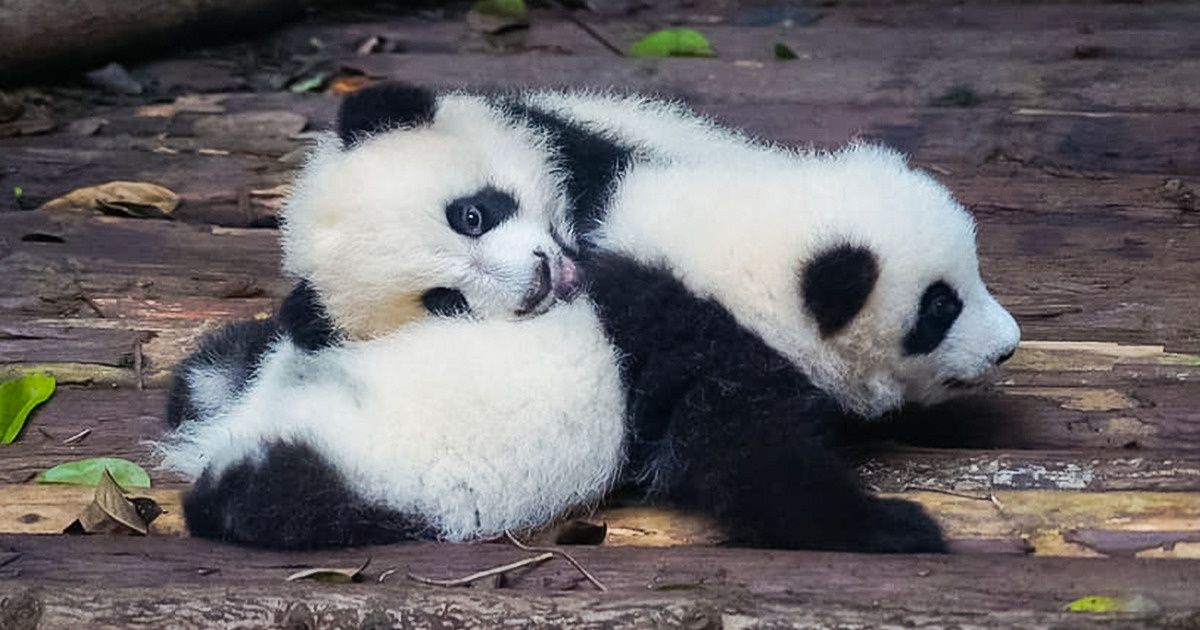 After 3 Decades Giant Pandas Are No Longer Endangered, and It Gives Us a Glimmer of Hope
