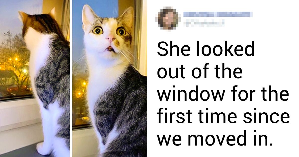 18 Cat Habits That Make People Squeal With Delight 18 Cat Habits That Make People Squeal With Delight