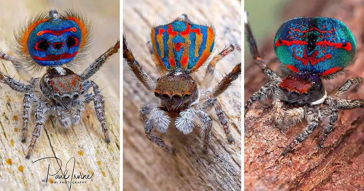 If You Think All Spiders Are Scary, Have a Look at These 20 Lovable Creatures That’ll Change Your Mind If You Think All Spiders Are Scary, Have a Look at These 20 Lovable Creatures That’ll Change Your Mind