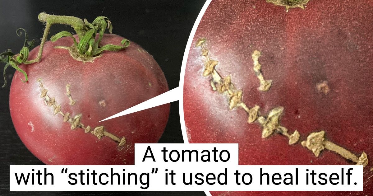 Natural Creativity in 18 Photos That Are Just WOWsome
