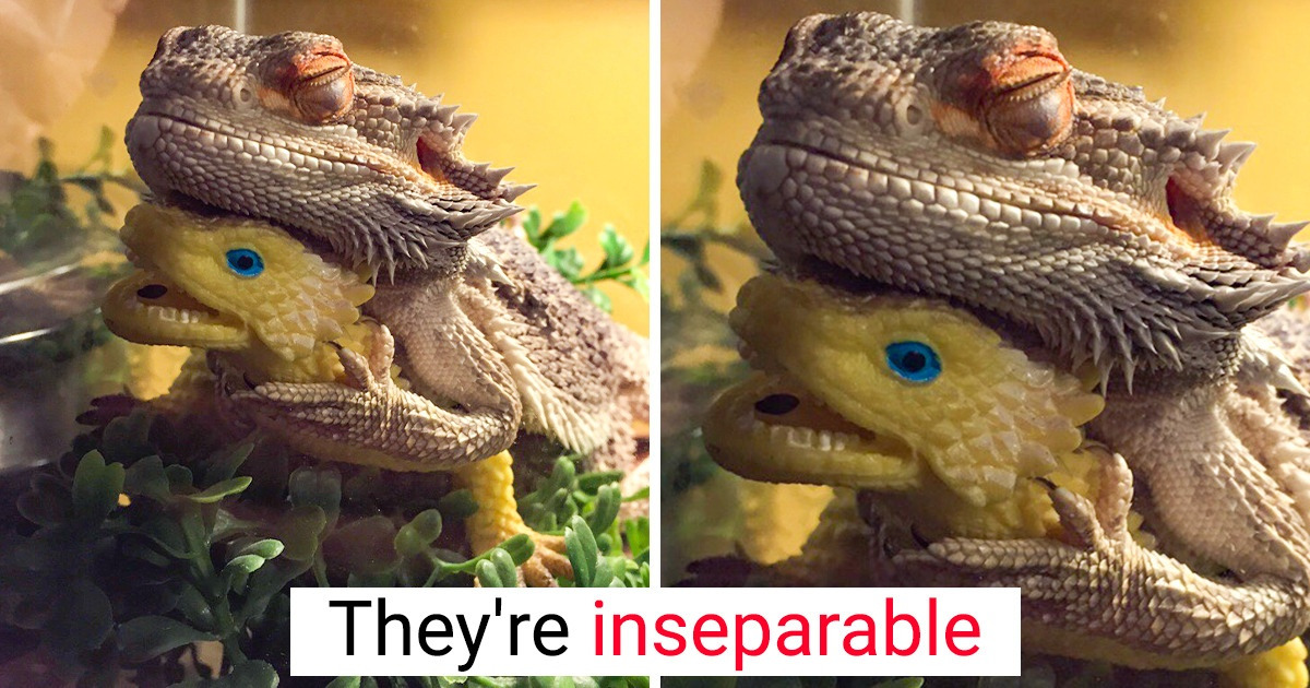 15+ Pics That Prove Animals Can Literally Bond With Everyone