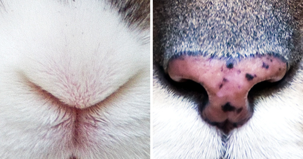 Quiz: Guess these 15 animals by their cute noses thumbnail