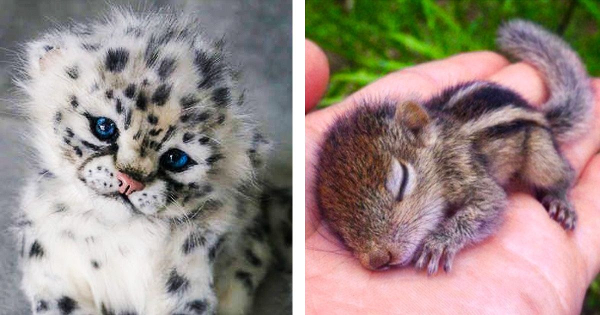 Cuddly Baby Animals That Can Steal Your Heart Once And For All Bright Side