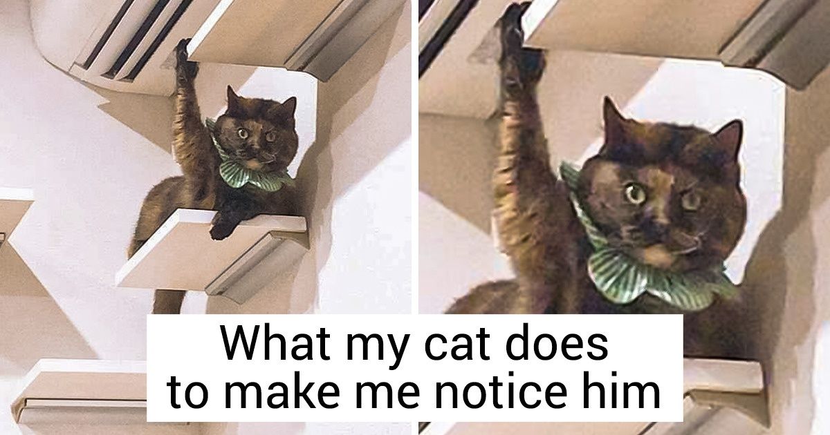 20 Cats That Demand All Your Attention Right Now 20 Cats That Demand All Your Attention Right Now