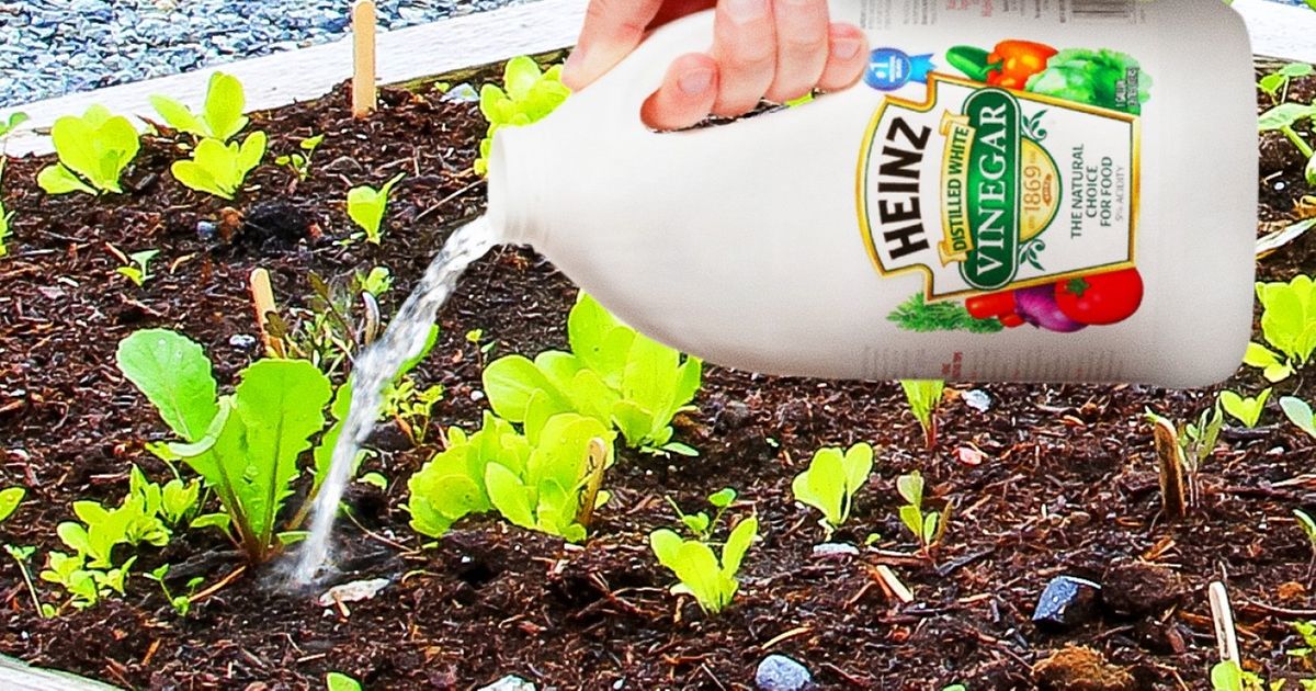 Put Vinegar On Your Plants And This Will Happen