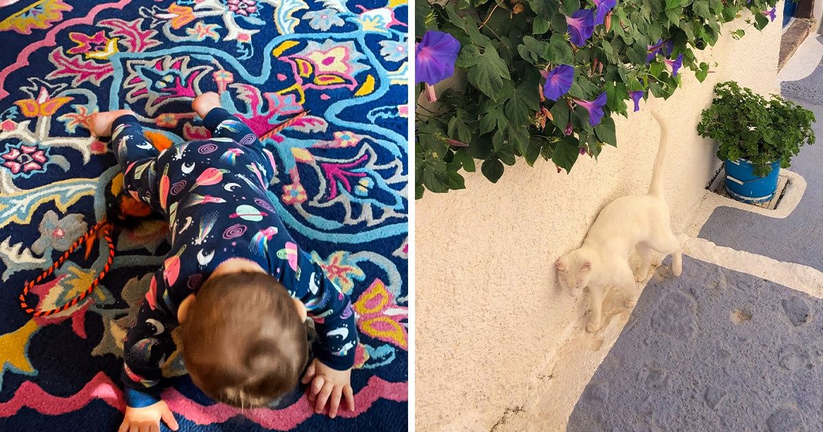 20 Chameleons People Stumbled Upon and Managed to Capture Just in Time