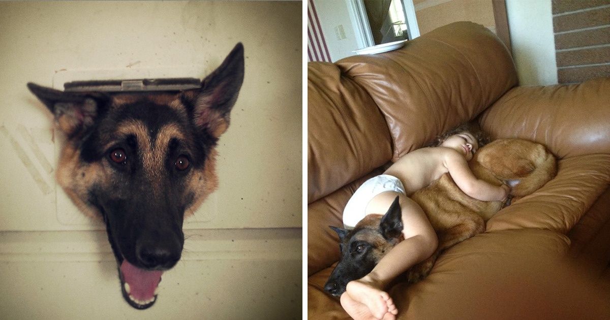 20 Photos That Made Us Fall in Love With German Shepherds