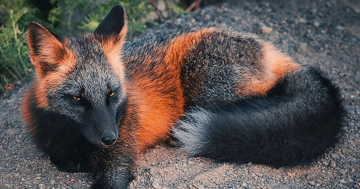 20 Animals That Show Nature Is the Wisest Girl in Town
