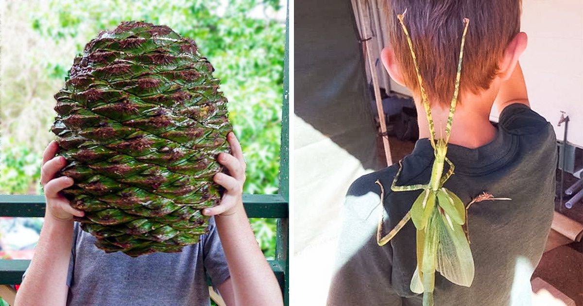 20+ Pics That Prove Australia Is Truly an Upside Down World
