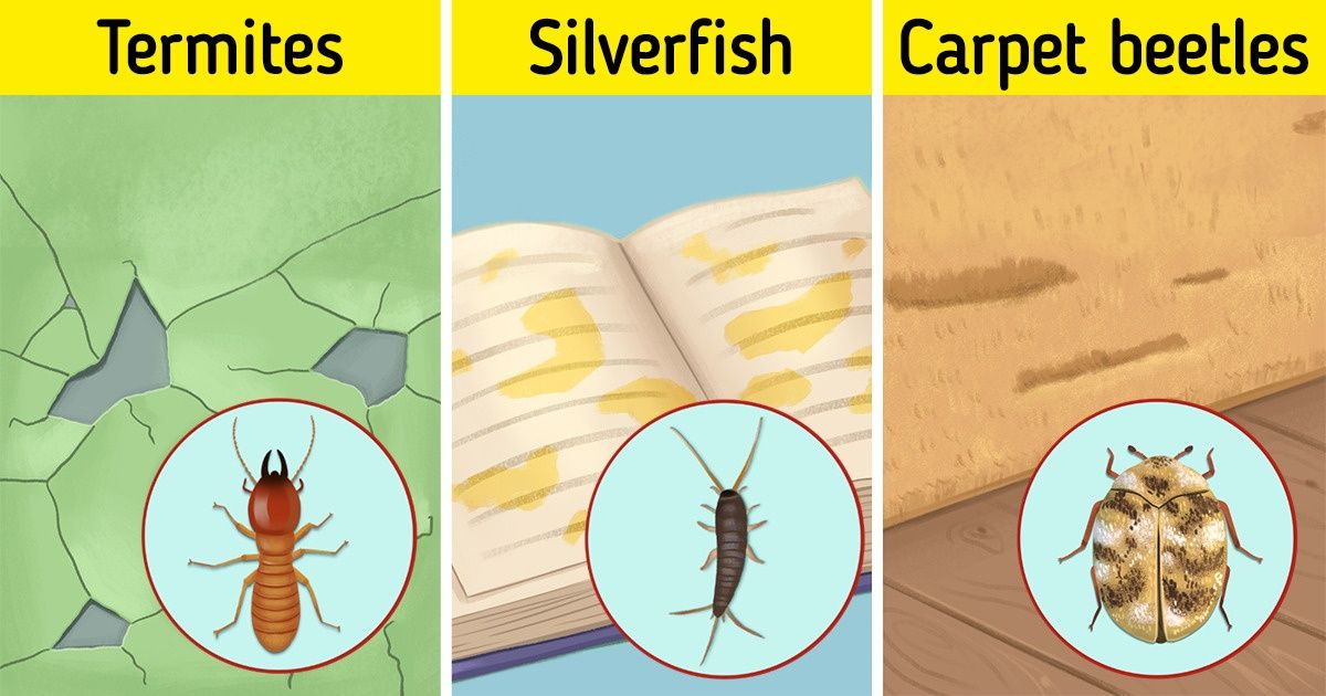 8 Signs That Bugs Have Moved Into Your House / Bright Side