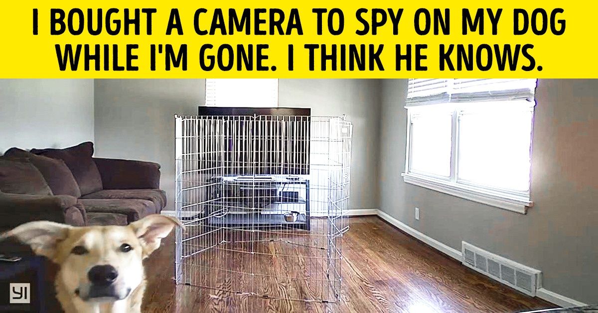 30 Photos of the Totally Hilarious Creatures We Call Dogs (Alert: Your Sides May Cramp From Laughter) 30 Photos of the Totally Hilarious Creatures We Call Dogs (Alert: Your Sides May Cramp From Laughter)