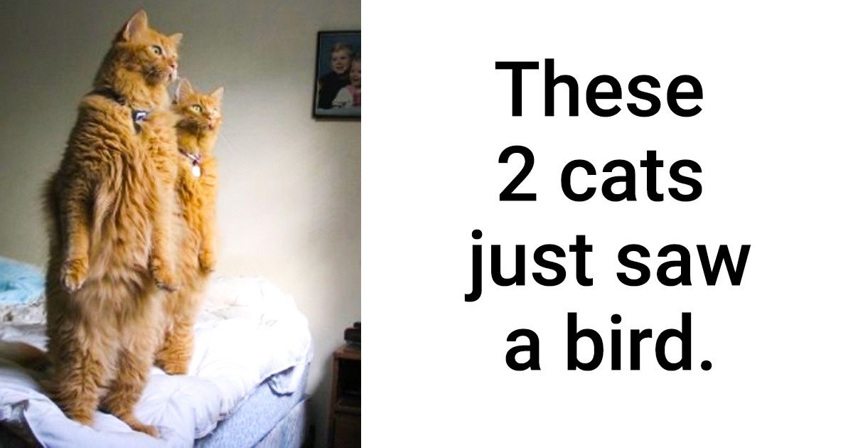 20 Animals Who’ve Tried Something New Today, and Their Expressions Are Priceless