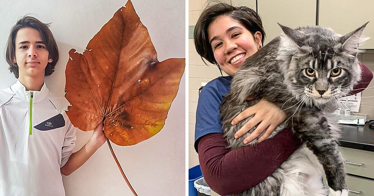 15+ Surreal-Sized Animals and Objects That Actually Exist