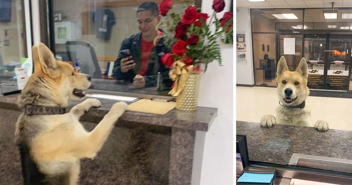 A Lost Dog Comes to a Local Police Station to Say He’s Missing A Lost Dog Comes to a Local Police Station to Say He’s Missing