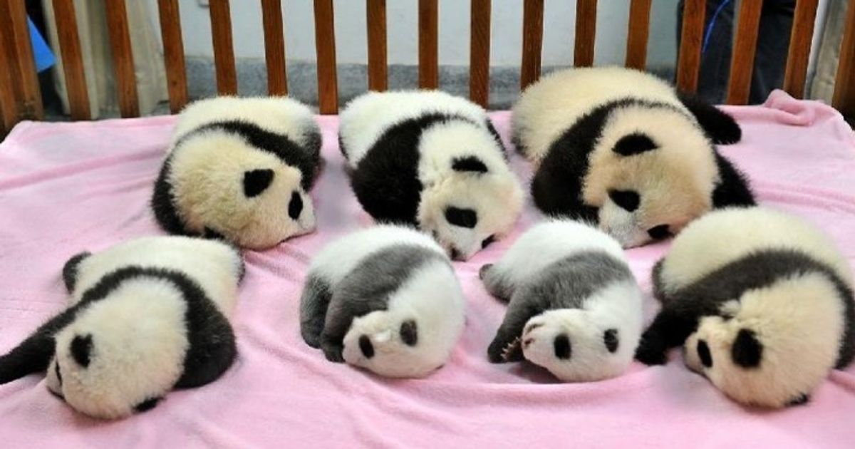 Panda Daycare Centers Really Do Exist And No You Re Not Dreaming