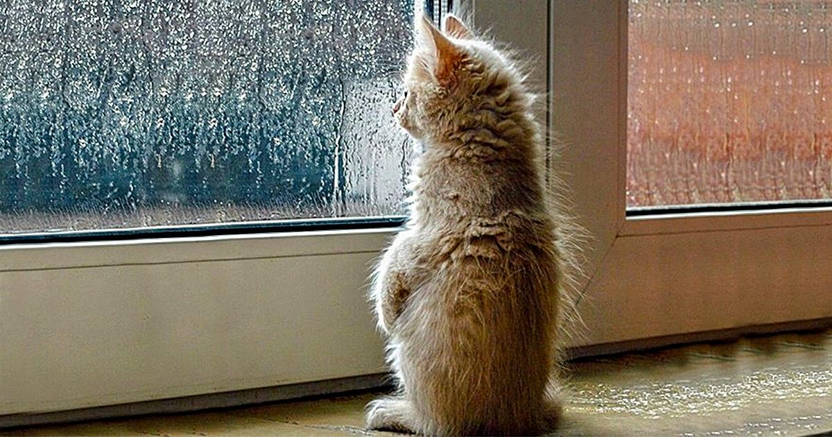 23 Adorable Pets Who Can’t Wait for Their Owners to Return 23 Adorable Pets Who Can’t Wait for Their Owners to Return