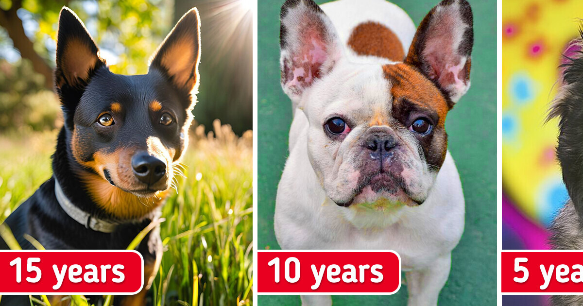 Study Reveals Which Dogs Live the Longest and the Shortest – Size and Snout Shape Matter Study Reveals Which Dogs Live the Longest and the Shortest – Size and Snout Shape Matter