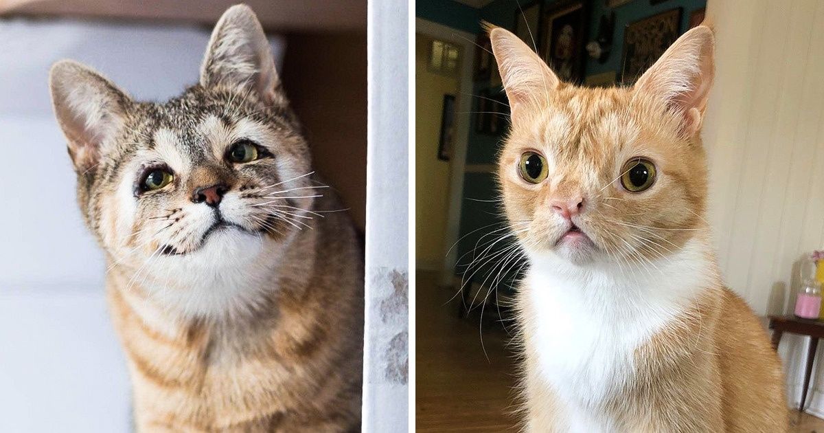 26 Adorably Imperfect Pets That Melted Our Hearts 26 Adorably Imperfect Pets That Melted Our Hearts