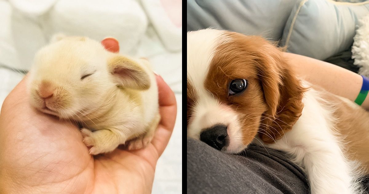 25+ Baby Animals That’ll Fill Your Heart With Joy 25+ Baby Animals That’ll Fill Your Heart With Joy