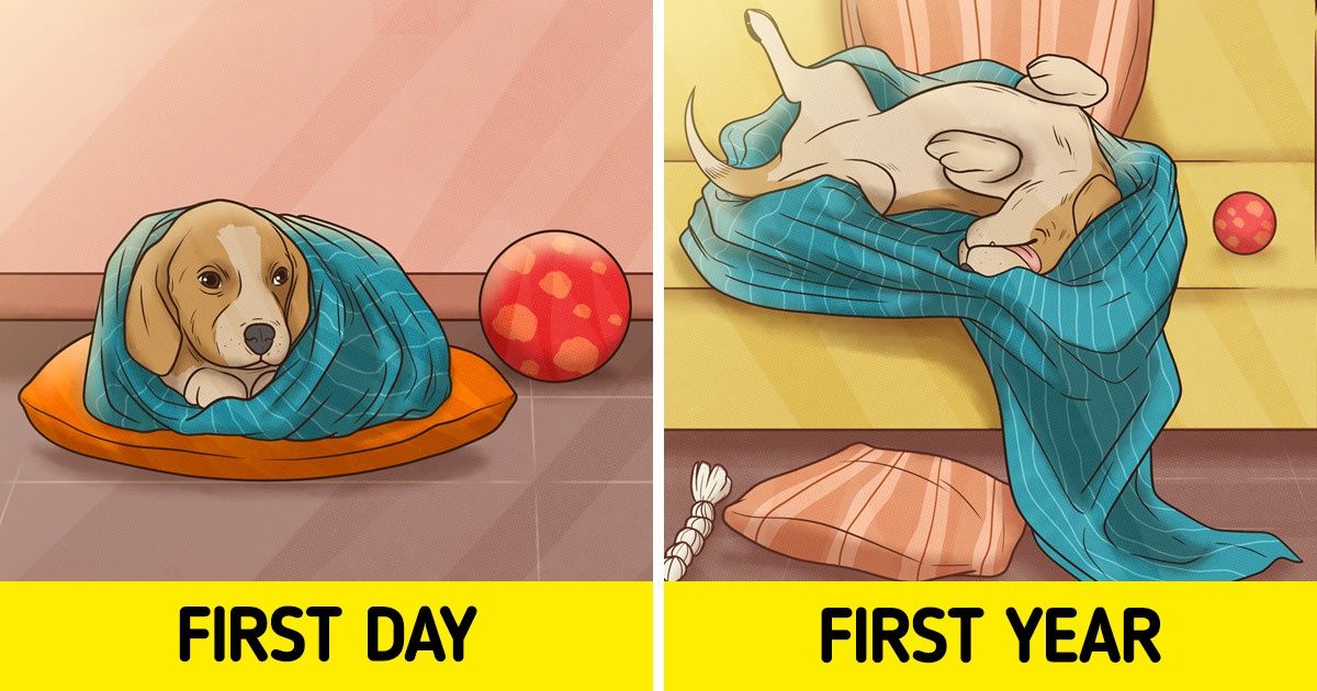 12 Illustrations That Show How Dogs Change as They Grow Older (and Cuter) 12 Illustrations That Show How Dogs Change as They Grow Older (and Cuter)