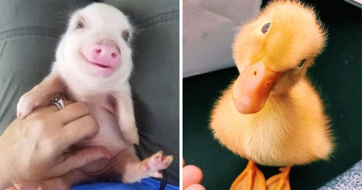 15 Baby Animals That Can Save Your Gloomy Day