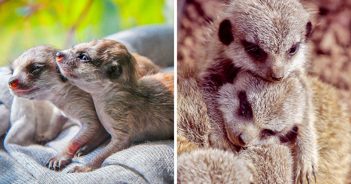 15 Photos of Baby Meerkats That’ll Make You Fall in Love With These Charming Creatures