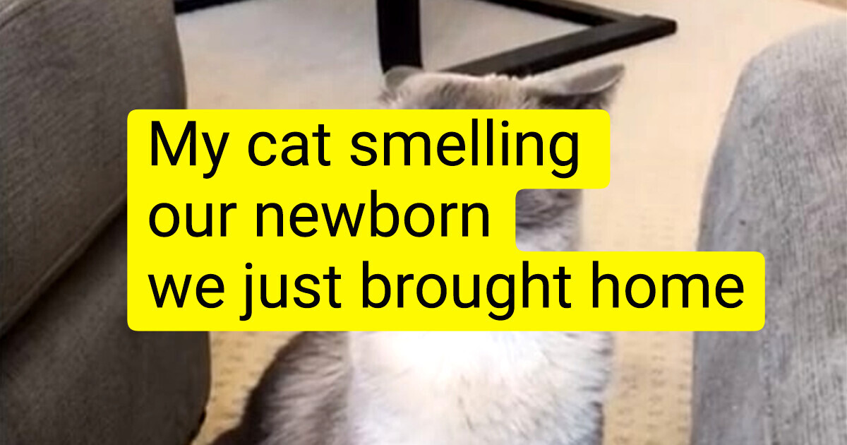 18 Pets Whose Faces Speak Louder Than Words
