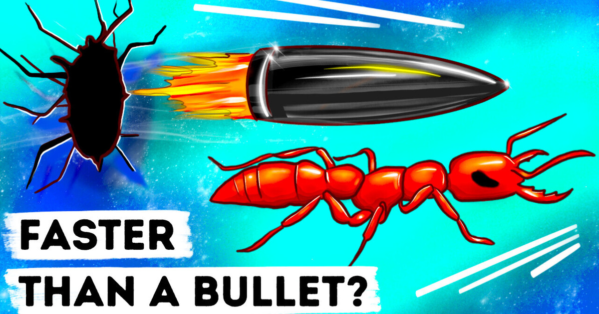 Cheetah Isn’t the Fastest Animal, It’s a Bug With Big Bite 😱 Cheetah Isn’t the Fastest Animal, It’s a Bug With Big Bite 😱