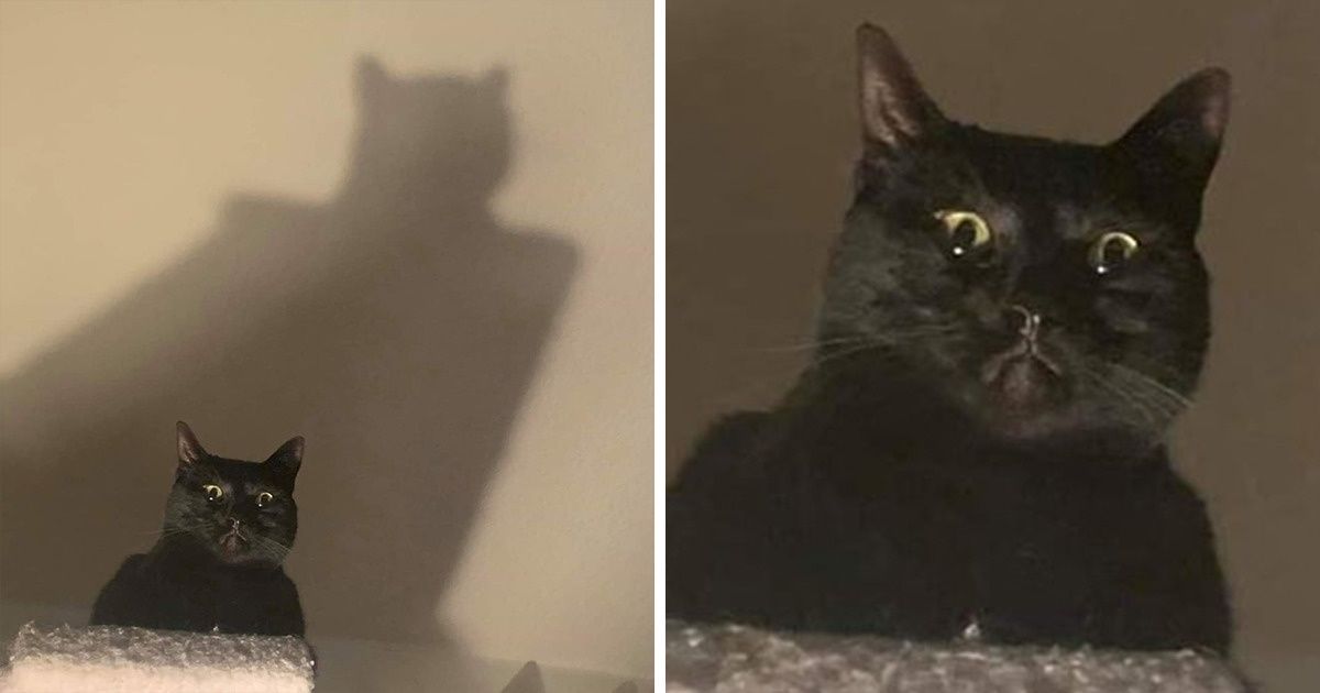 17 Naughty Cats From the Dark Side That Almost Made Us Call an Exorcist