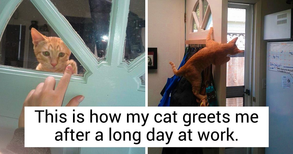 15 Photos Proving Pets Crave Our Love More Than All the Yummy Food in the World 15 Photos Proving Pets Crave Our Love More Than All the Yummy Food in the World