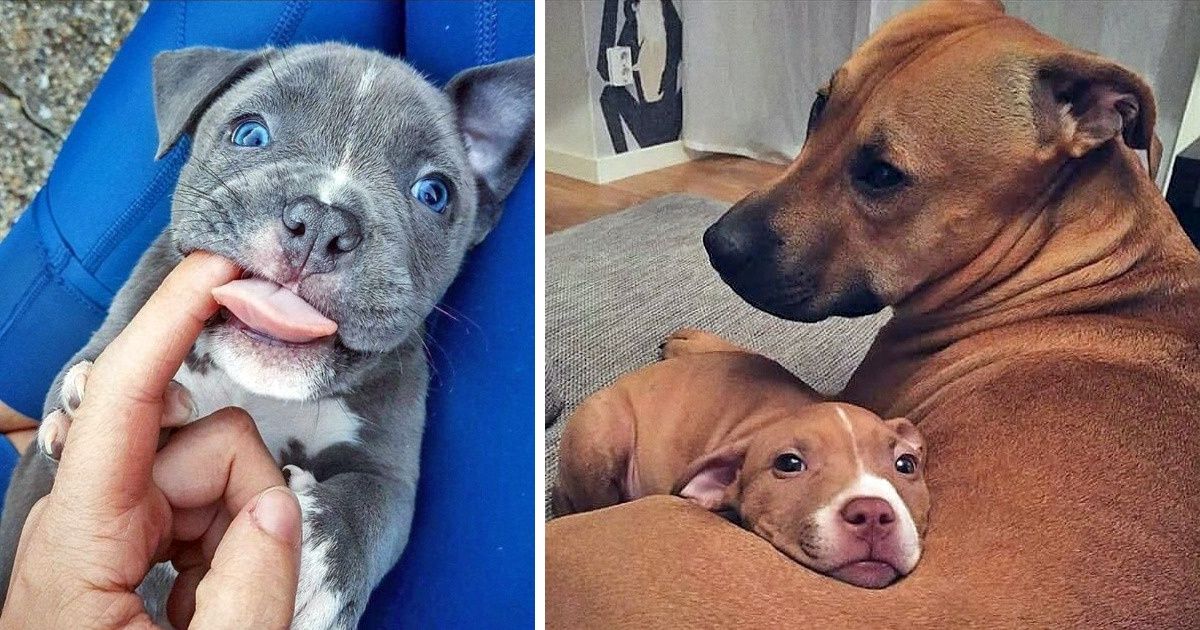 26 Times Pit Bulls Couldn’t Be More “Merciless” and It’s Too Adorable to Handle 26 Times Pit Bulls Couldn’t Be More “Merciless” and It’s Too Adorable to Handle
