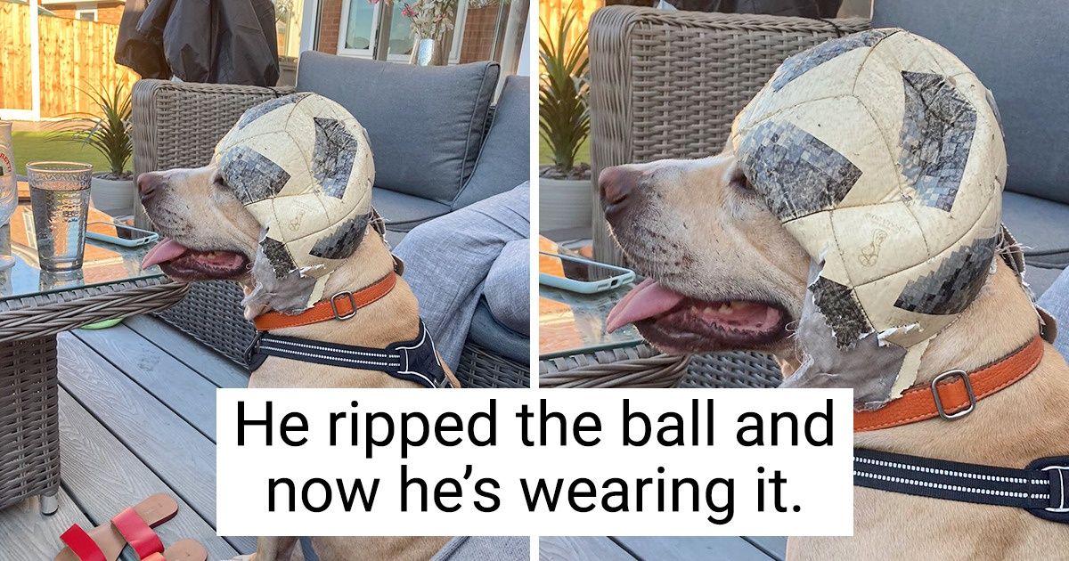 15 Animals That Refuse to Be Known as “Good Boys and Girls” 15 Animals That Refuse to Be Known as “Good Boys and Girls”