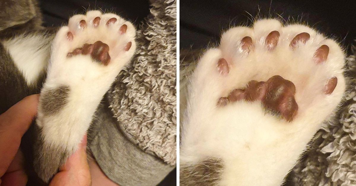 18 Kitties That Purr Out From the Furry Crowd With Their Unique Features