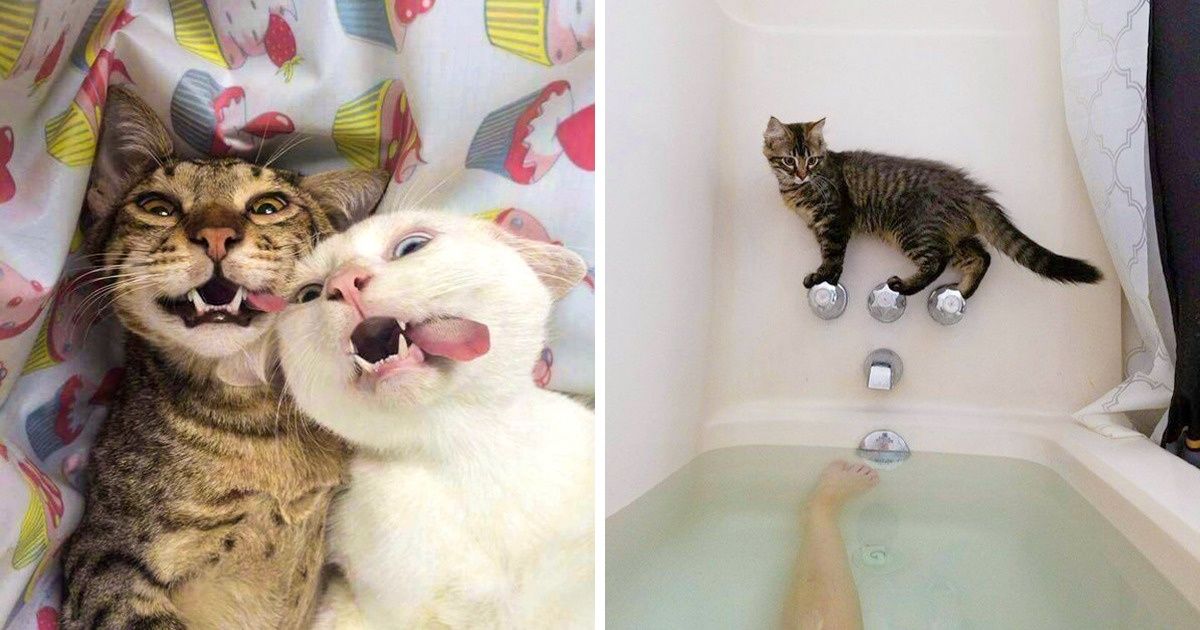 28 “Catdashians” Who Are Worth Keeping Up With